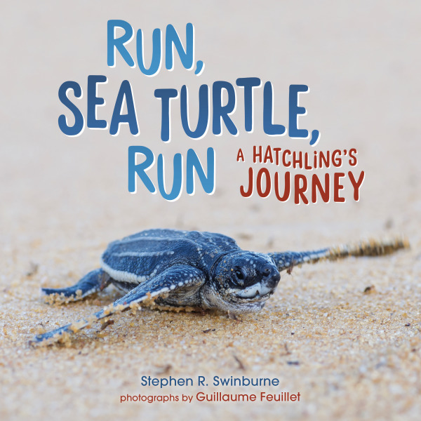 Run, Sea Turtle, Run: A Hatchling’s Journey